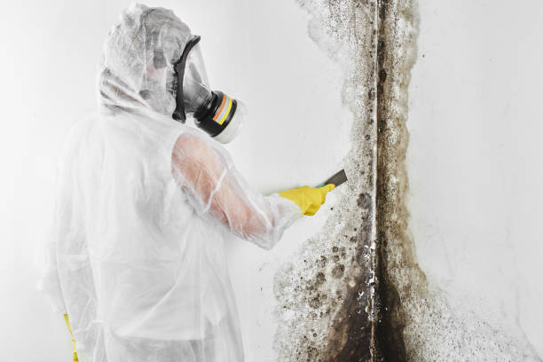 Best Comprehensive Air Testing for Mold Contaminants  in Wallington, NJ